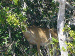 Endangered Key deer